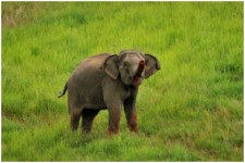 pictures@khaoyainews.com News & Wildlife photography Khao Yai