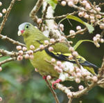pictures@khao YaiNews. News & Wildlife photography Khao Yai