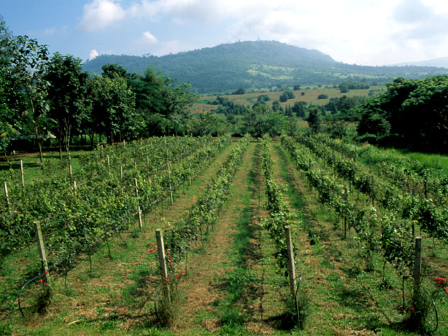 Vineyards at Village farm society in Khao Yai