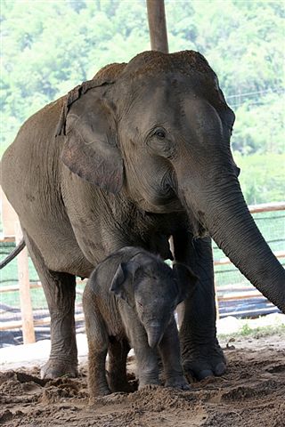 Elephant conservation fund in Khao Yai