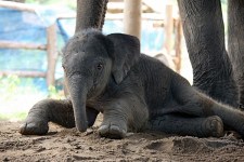 Elephant conservation fund in Khao Yai