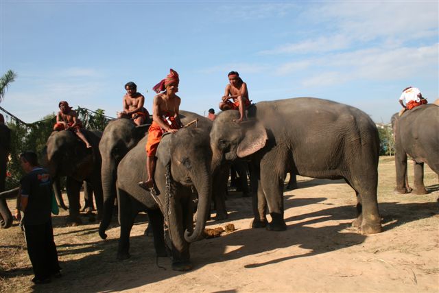 Elephant conservation fund in Khao Yai