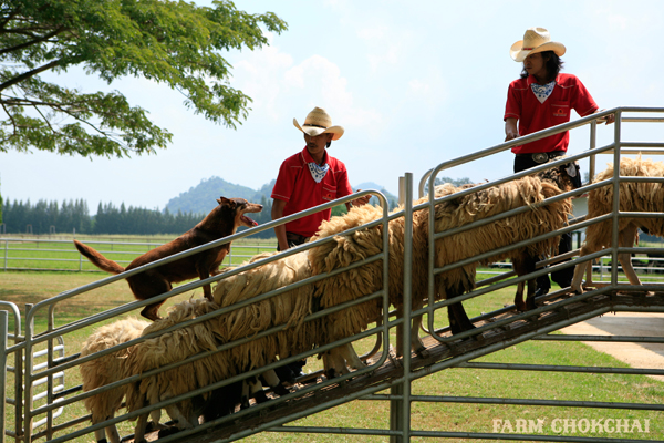 Farm Chok chai tours in Khao Yai