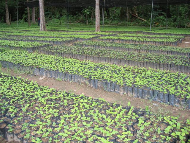 Elephant conservation fund in Khao Yai, tree planting project