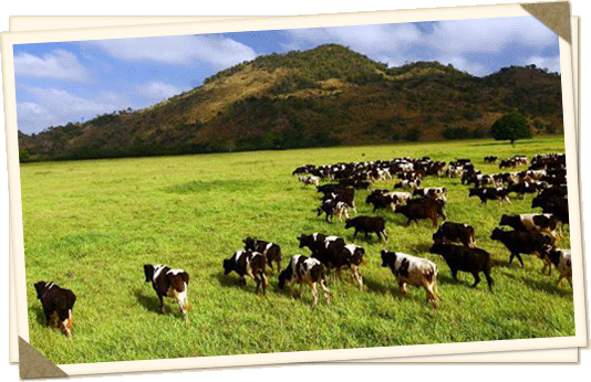 Farm Chock Chai cows and farm fields in Khao Yai