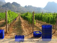 GranMonte vineyards in Khao Yai
