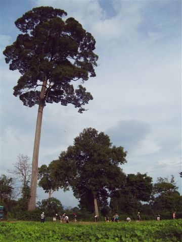 Khao Yai view